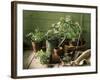 Still Life with Various Herbs in Pots-Gerrit Buntrock-Framed Photographic Print