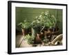 Still Life with Various Herbs in Pots-Gerrit Buntrock-Framed Photographic Print