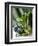 Still Life with Various Sorts of Cabbage-Alan Richardson-Framed Premium Photographic Print