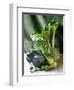 Still Life with Various Sorts of Cabbage-Alan Richardson-Framed Premium Photographic Print