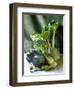 Still Life with Various Sorts of Cabbage-Alan Richardson-Framed Photographic Print