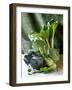 Still Life with Various Sorts of Cabbage-Alan Richardson-Framed Photographic Print