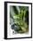 Still Life with Various Sorts of Cabbage-Alan Richardson-Framed Photographic Print