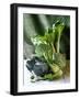 Still Life with Various Sorts of Cabbage-Alan Richardson-Framed Photographic Print