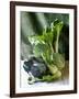 Still Life with Various Sorts of Cabbage-Alan Richardson-Framed Photographic Print