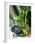 Still Life with Various Sorts of Cabbage-Alan Richardson-Framed Photographic Print