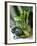 Still Life with Various Sorts of Cabbage-Alan Richardson-Framed Photographic Print