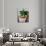 Still Life-Oscar Ghiglia-Giclee Print displayed on a wall