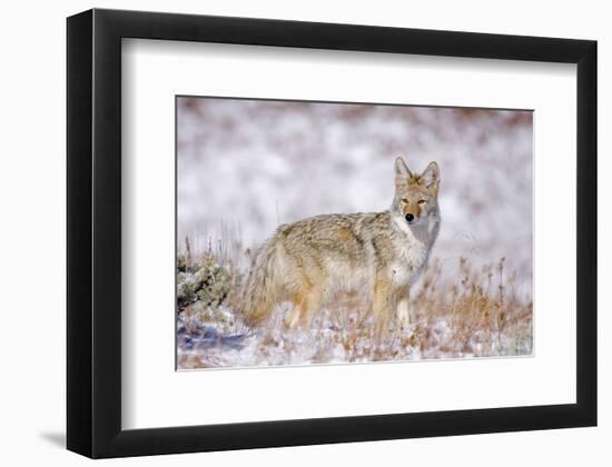 Stillness Of The Moment-null-Framed Art Print