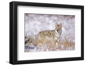 Stillness Of The Moment-null-Framed Art Print