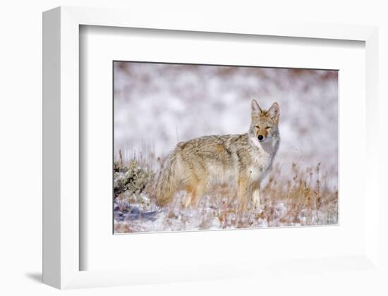 Stillness Of The Moment-null-Framed Art Print