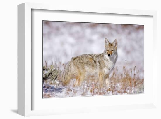 Stillness Of The Moment-null-Framed Art Print