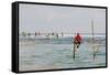 Stilt Fishermen, Dalawella, Sri Lanka, Indian Ocean, Asia-Christian Kober-Framed Stretched Canvas