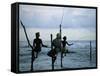 Stilt Fishermen Fishing from Their Poles Between Unawatuna and Weligama, Sri Lanka-Yadid Levy-Framed Stretched Canvas