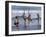 Stilt Fishermen, Weligama, Sri Lanka, Asia-Upperhall Ltd-Framed Photographic Print