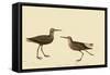 Stilt Sandpiper-John James Audubon-Framed Stretched Canvas