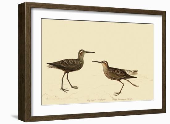 Stilt Sandpiper-John James Audubon-Framed Giclee Print