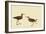 Stilt Sandpiper-John James Audubon-Framed Giclee Print