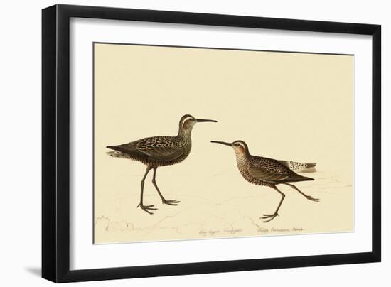 Stilt Sandpiper-John James Audubon-Framed Giclee Print