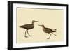 Stilt Sandpiper-John James Audubon-Framed Giclee Print