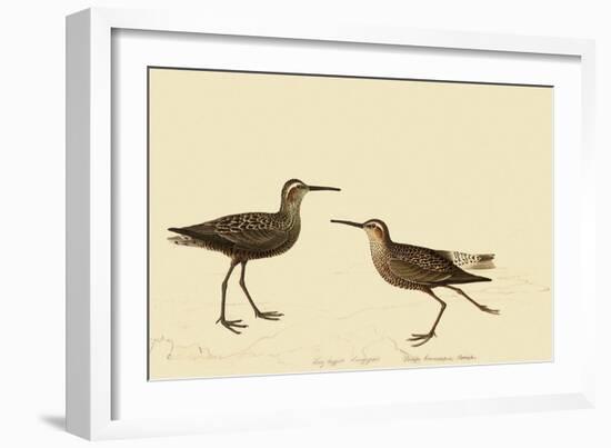 Stilt Sandpiper-John James Audubon-Framed Giclee Print