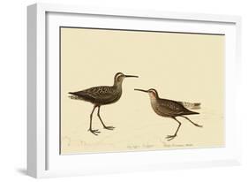 Stilt Sandpiper-John James Audubon-Framed Giclee Print