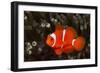 Sting-Anemone Fish, Premnas Aculeatus, Ambon, the Moluccas, Indonesia-Reinhard Dirscherl-Framed Photographic Print