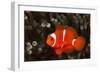 Sting-Anemone Fish, Premnas Aculeatus, Ambon, the Moluccas, Indonesia-Reinhard Dirscherl-Framed Photographic Print