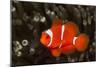Sting-Anemone Fish, Premnas Aculeatus, Ambon, the Moluccas, Indonesia-Reinhard Dirscherl-Mounted Photographic Print