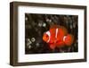 Sting-Anemone Fish, Premnas Aculeatus, Ambon, the Moluccas, Indonesia-Reinhard Dirscherl-Framed Photographic Print