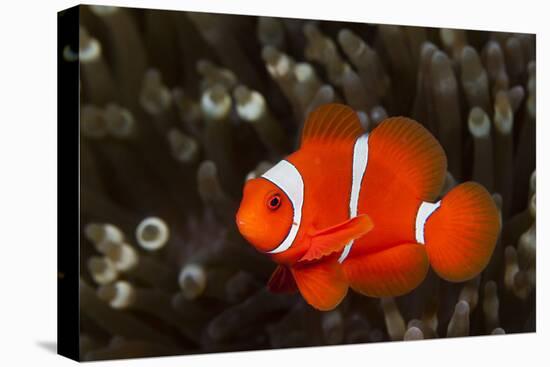 Sting-Anemone Fish, Premnas Aculeatus, Ambon, the Moluccas, Indonesia-Reinhard Dirscherl-Stretched Canvas