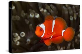 Sting-Anemone Fish, Premnas Aculeatus, Ambon, the Moluccas, Indonesia-Reinhard Dirscherl-Stretched Canvas