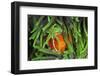 Sting-Anemone Fish, Premnas Aculeatus, Raja Ampat, West Papua, Indonesia-Reinhard Dirscherl-Framed Photographic Print