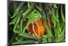 Sting-Anemone Fish, Premnas Aculeatus, Raja Ampat, West Papua, Indonesia-Reinhard Dirscherl-Mounted Photographic Print