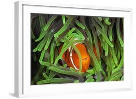 Sting-Anemone Fish, Premnas Aculeatus, Raja Ampat, West Papua, Indonesia-Reinhard Dirscherl-Framed Photographic Print