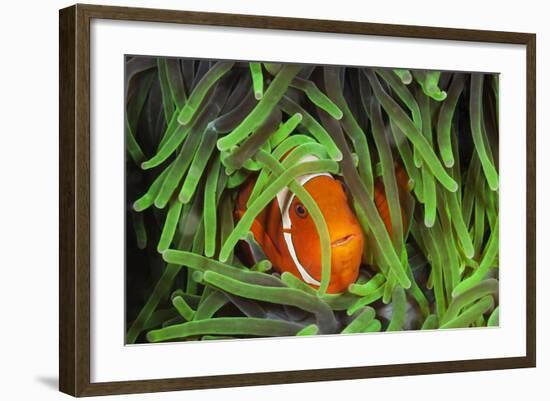 Sting-Anemone Fish, Premnas Aculeatus, Raja Ampat, West Papua, Indonesia-Reinhard Dirscherl-Framed Photographic Print