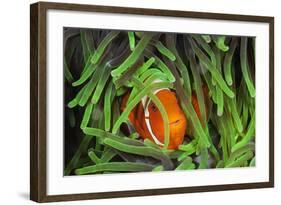 Sting-Anemone Fish, Premnas Aculeatus, Raja Ampat, West Papua, Indonesia-Reinhard Dirscherl-Framed Photographic Print