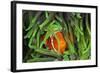 Sting-Anemone Fish, Premnas Aculeatus, Raja Ampat, West Papua, Indonesia-Reinhard Dirscherl-Framed Photographic Print