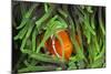 Sting-Anemone Fish, Premnas Aculeatus, Raja Ampat, West Papua, Indonesia-Reinhard Dirscherl-Mounted Photographic Print