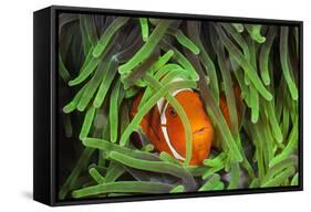 Sting-Anemone Fish, Premnas Aculeatus, Raja Ampat, West Papua, Indonesia-Reinhard Dirscherl-Framed Stretched Canvas