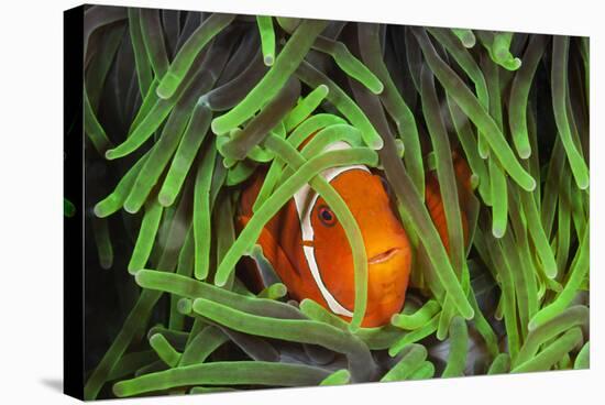 Sting-Anemone Fish, Premnas Aculeatus, Raja Ampat, West Papua, Indonesia-Reinhard Dirscherl-Stretched Canvas