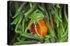 Sting-Anemone Fish, Premnas Aculeatus, Raja Ampat, West Papua, Indonesia-Reinhard Dirscherl-Stretched Canvas
