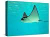 Sting Ray, Sea World, Gold Coast, Queensland, Australia-David Wall-Stretched Canvas