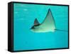 Sting Ray, Sea World, Gold Coast, Queensland, Australia-David Wall-Framed Stretched Canvas