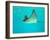 Sting Ray, Sea World, Gold Coast, Queensland, Australia-David Wall-Framed Premium Photographic Print