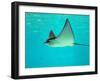 Sting Ray, Sea World, Gold Coast, Queensland, Australia-David Wall-Framed Premium Photographic Print