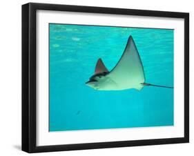 Sting Ray, Sea World, Gold Coast, Queensland, Australia-David Wall-Framed Premium Photographic Print