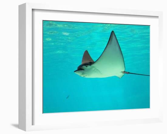 Sting Ray, Sea World, Gold Coast, Queensland, Australia-David Wall-Framed Premium Photographic Print