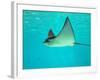 Sting Ray, Sea World, Gold Coast, Queensland, Australia-David Wall-Framed Photographic Print