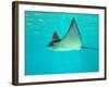 Sting Ray, Sea World, Gold Coast, Queensland, Australia-David Wall-Framed Photographic Print